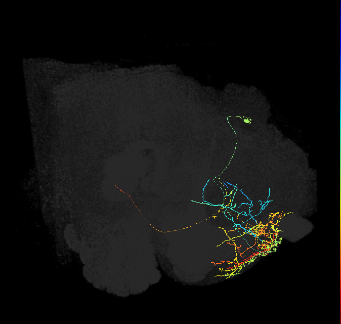519949044