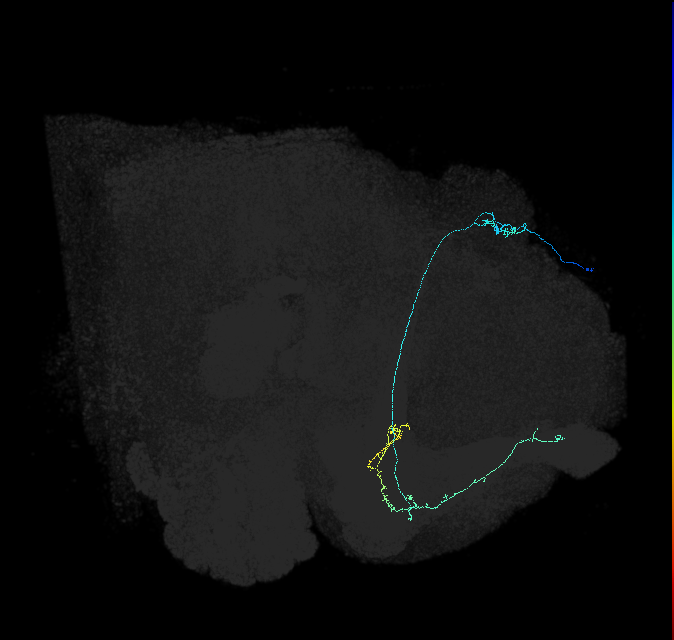 549567614