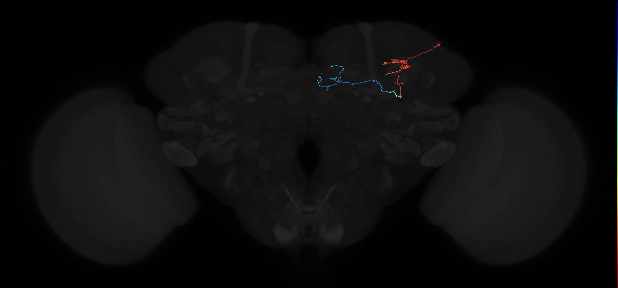 446826981