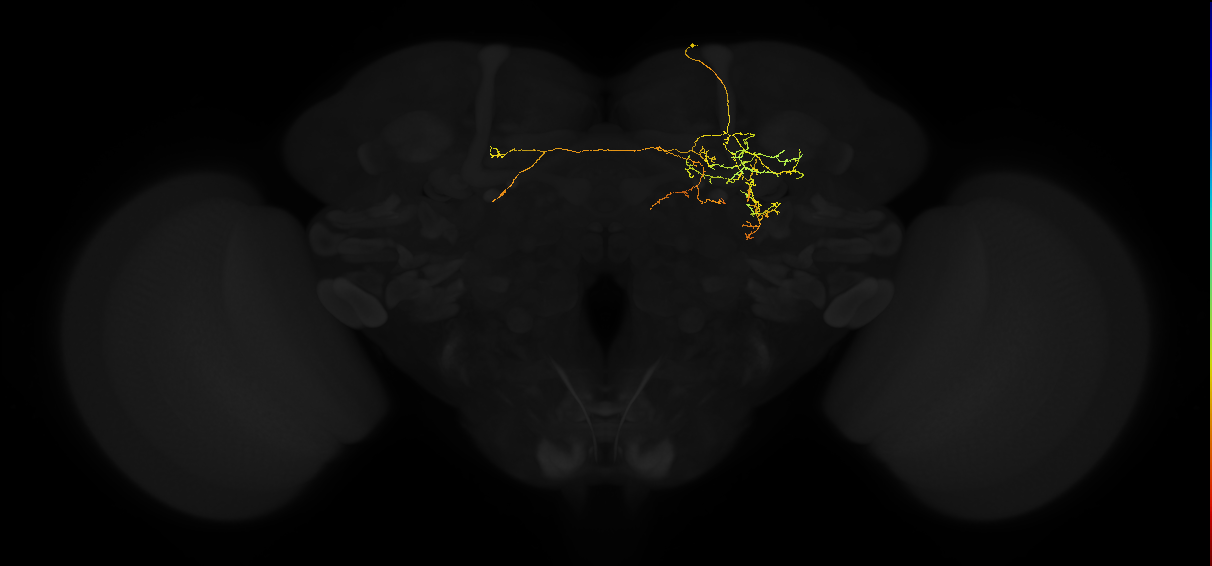 JRC_FlyEM_Hemibrain neurons Version 1.0.1