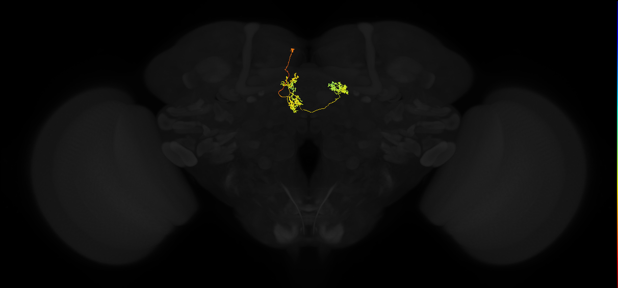 JRC_FlyEM_Hemibrain neurons Version 1.0.1