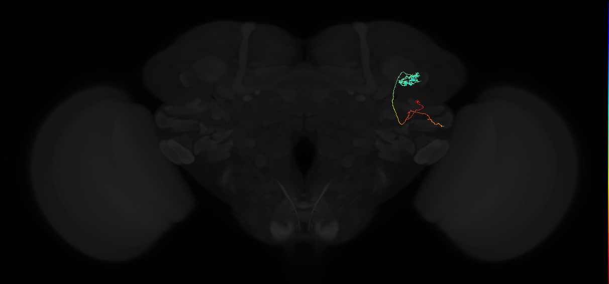 JRC_FlyEM_Hemibrain neurons Version 1.0.1