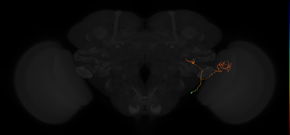JRC_FlyEM_Hemibrain neurons Version 1.0.1
