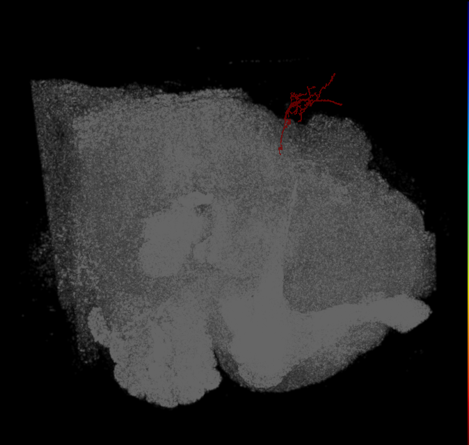 CL175(PDM11)_L