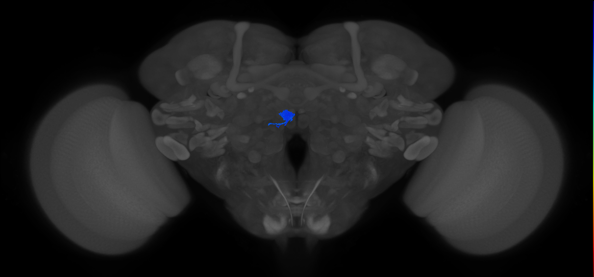 DM5_lPN