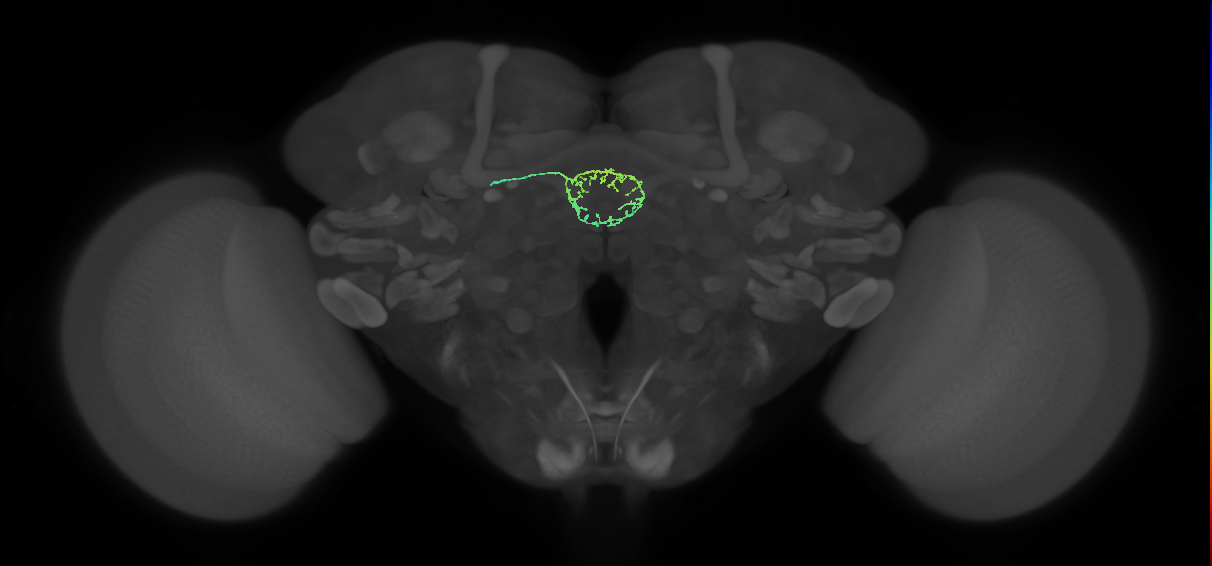 ER6