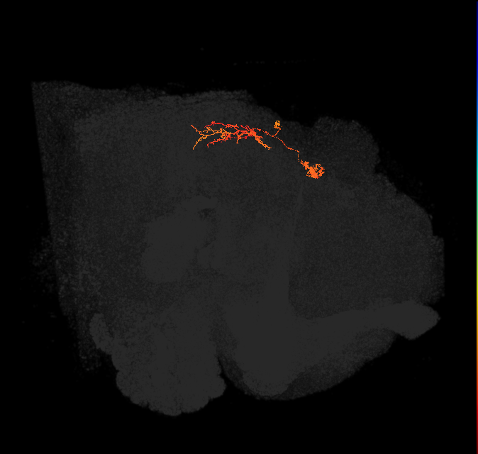 IbSpsP(PB17)_L3/4