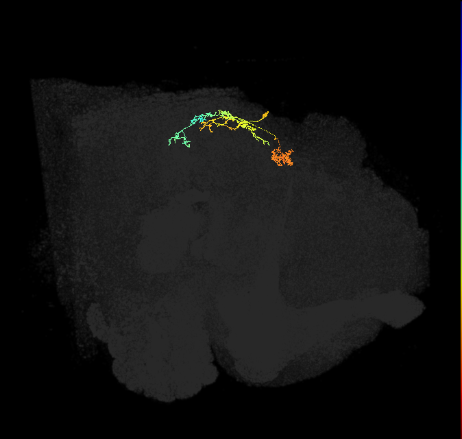 IbSpsP(PB17)_L2
