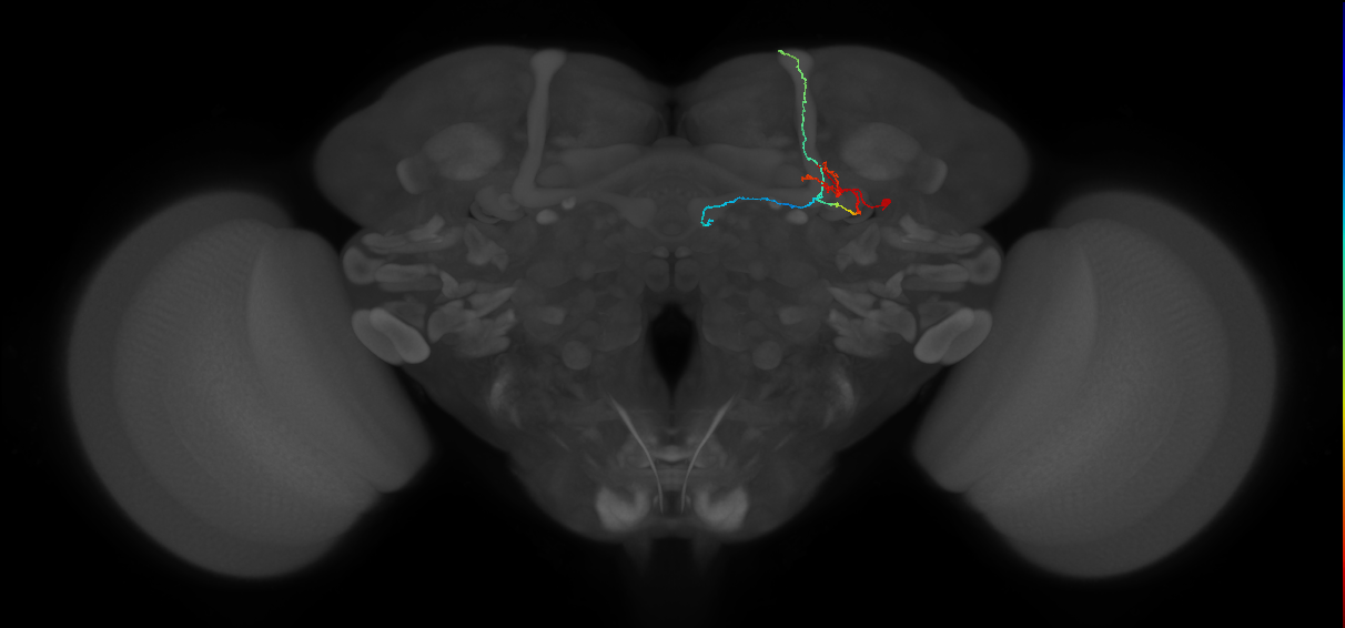 adult dopaminergic neuron