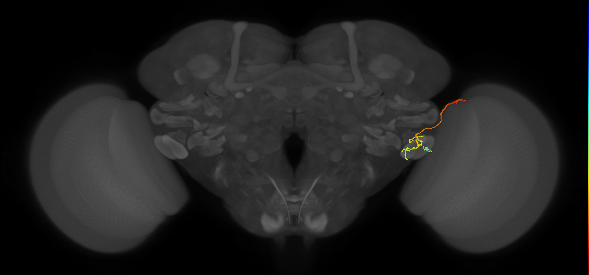 LC12(lVLPT7)_R (FlyEM-HB:1657525390)