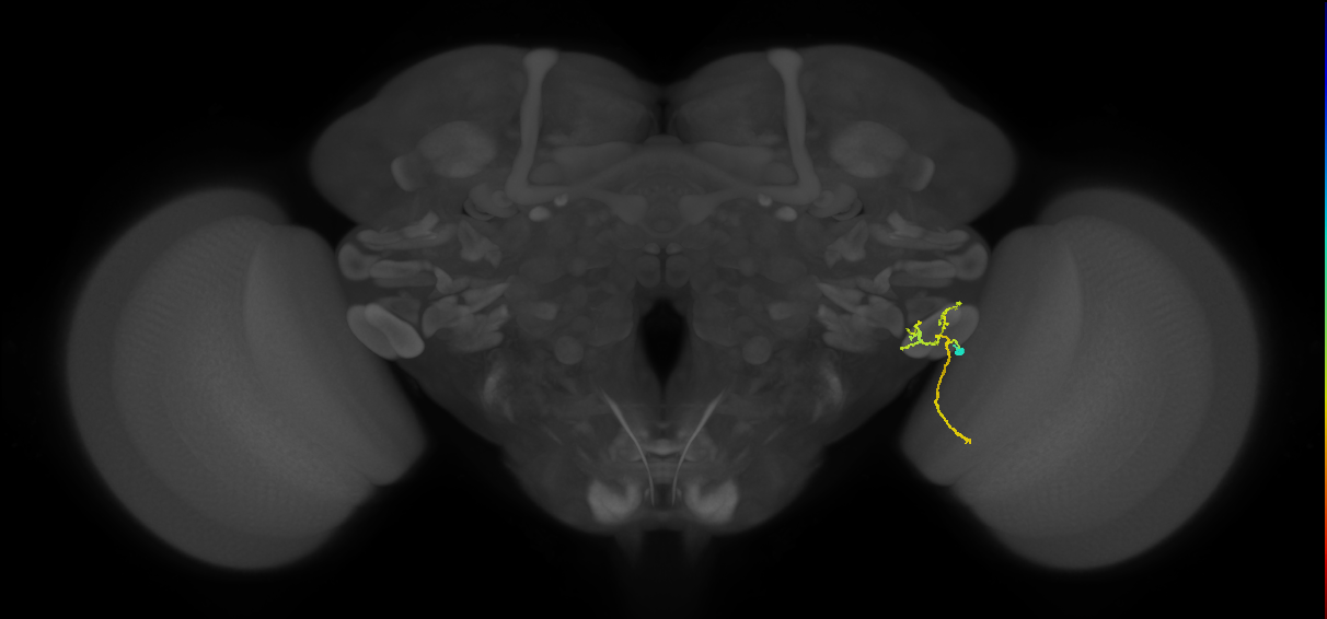 LC12(lVLPT7)_R (FlyEM-HB:1785399685)