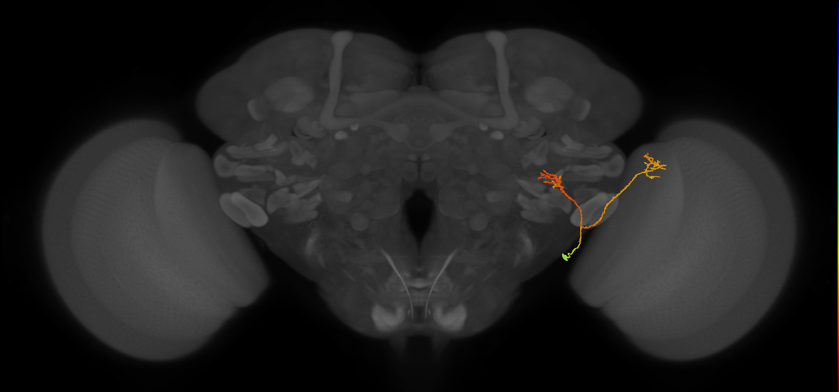 LC13(LWF1)_R (FlyEM-HB:1316103996)