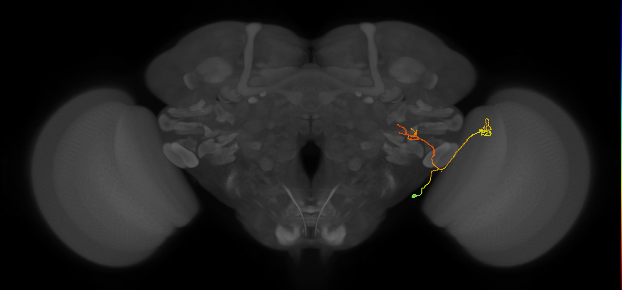 LC13(LWF1)_R (FlyEM-HB:1500028932)