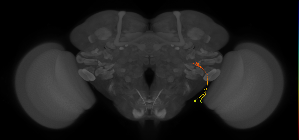 LC13(LWF2)_R (FlyEM-HB:1500361710)