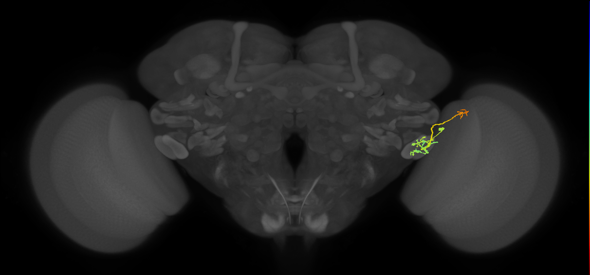JRC_FlyEM_Hemibrain neurons Version 1.2.1