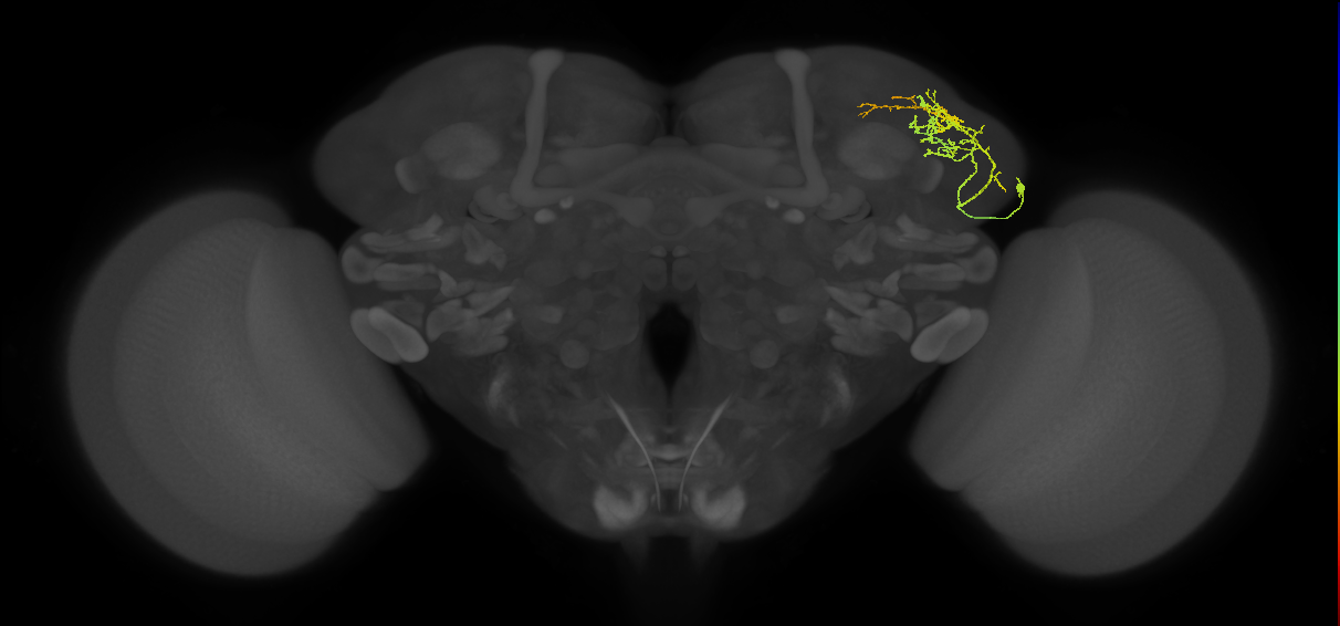 LHAV4e6_R (FlyEM-HB:515390688)