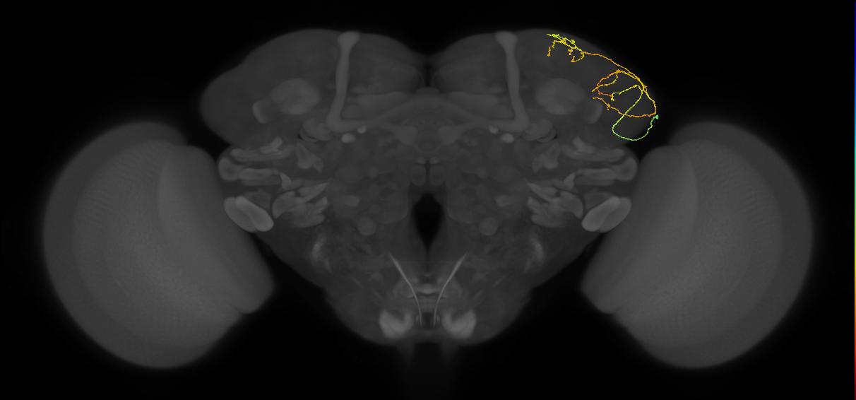 LHAV5a2_b_R (FlyEM-HB:481941863)