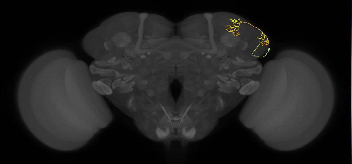 LHAV5a4_b_R (FlyEM-HB:419885042)