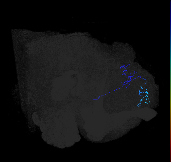 LHAV5a7_b_R (FlyEM-HB:419207462)