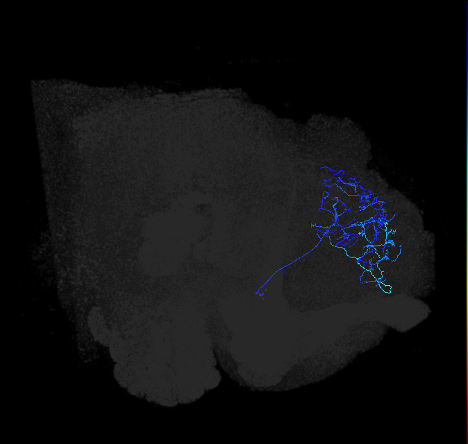 LHAV6b3_R (FlyEM-HB:486116439)