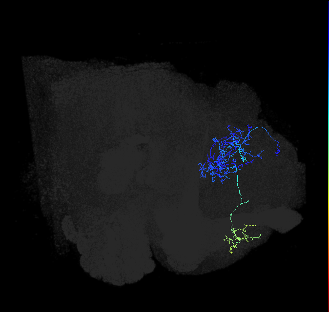 LHPD2a2_R (FlyEM-HB:699178922)