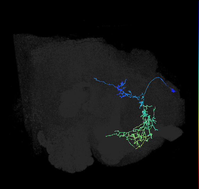LHPD2a4_b_R (FlyEM-HB:768192947)