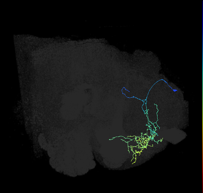 LHPD2a4_c_R (FlyEM-HB:5813021728)