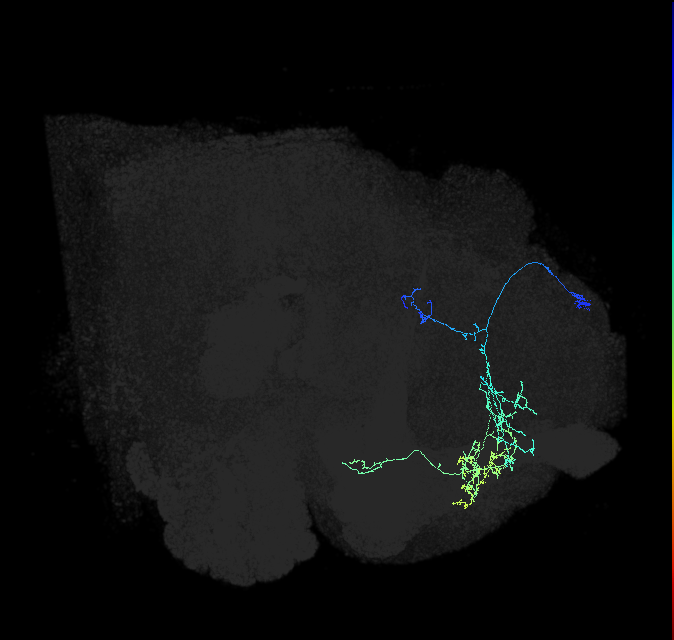 LHPD2a4_c_R (FlyEM-HB:640963092)