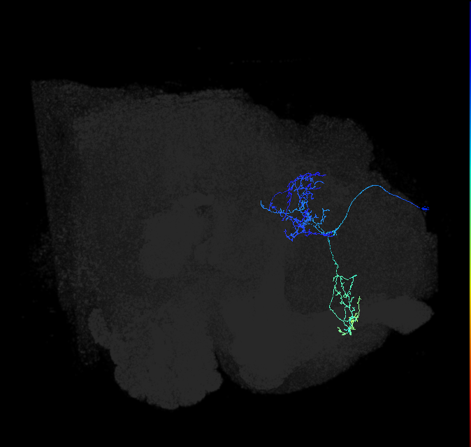 LHPD2a6_R (FlyEM-HB:704078253)