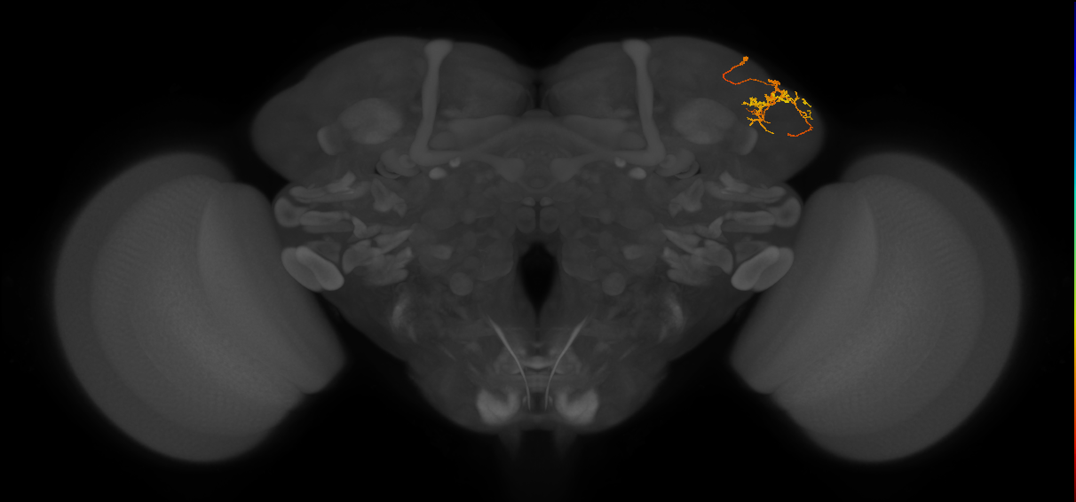 LHPD3a4_a_R (FlyEM-HB:511271342)