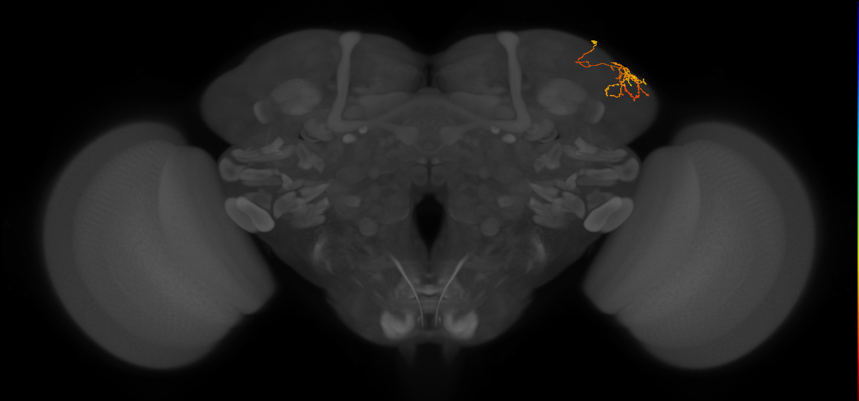 LHPD3a4_c_R (FlyEM-HB:511267109)
