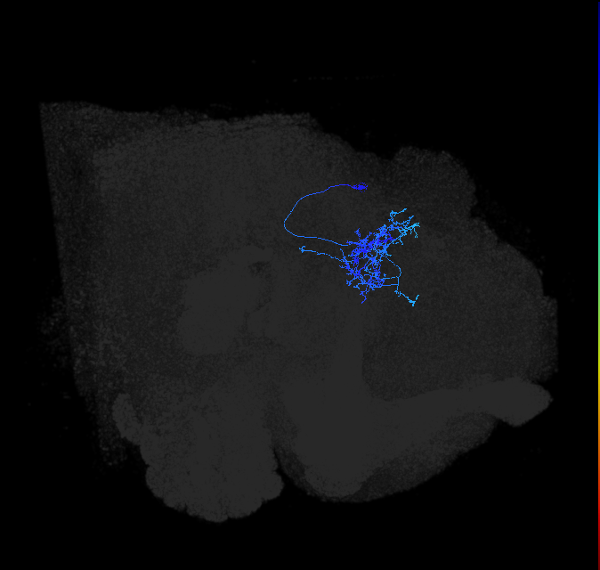 LHPV2a1_c_R