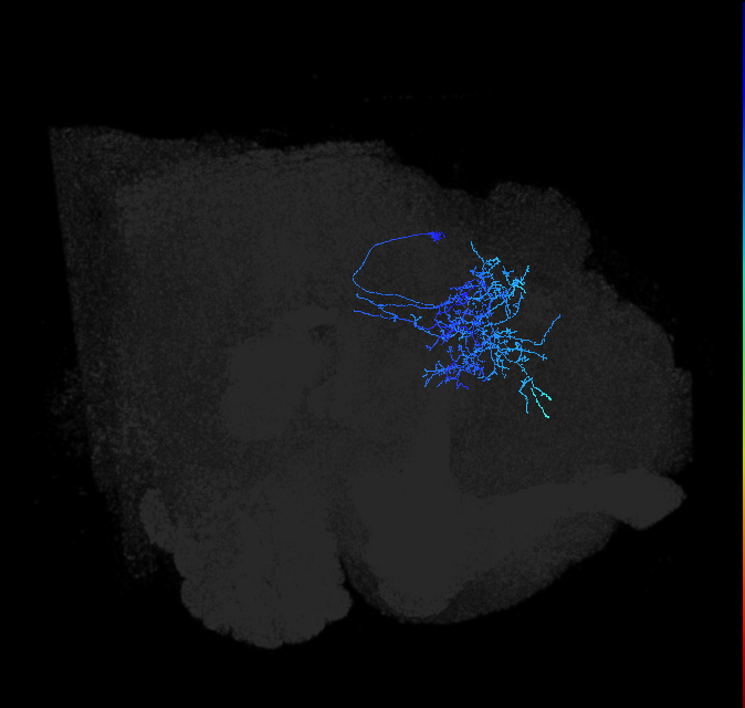 LHPV2a1_d_R