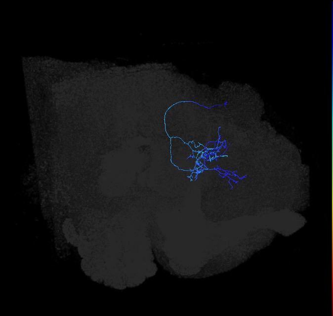 LHPV2c1_b_R