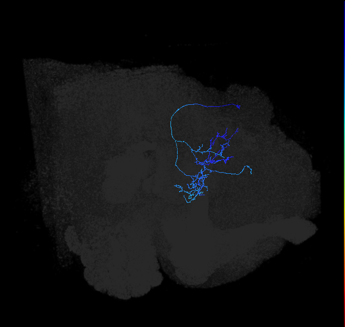 LHPV2c1_c_R