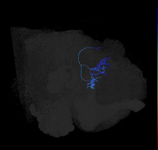 LHPV2c1_c_R
