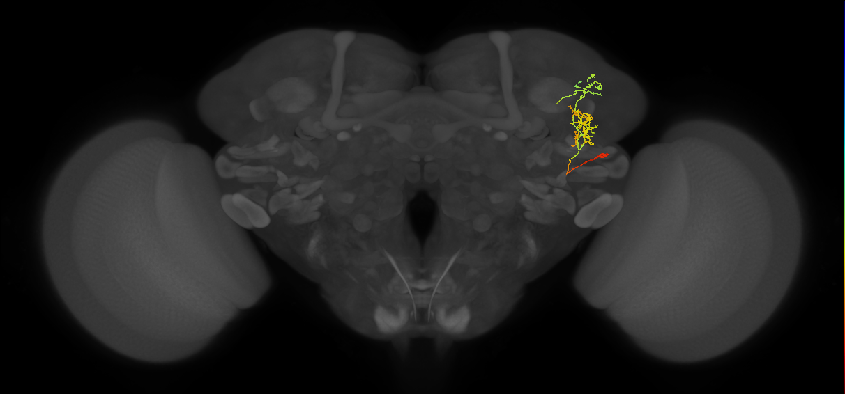 LHPV2c5_R (FlyEM-HB:764001607)