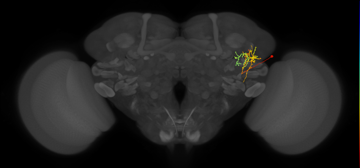 LHPV2e1