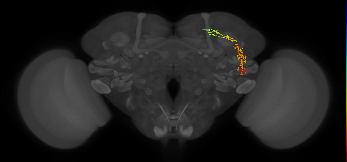 LHPV2f3_R (FlyEM-HB:732357920)