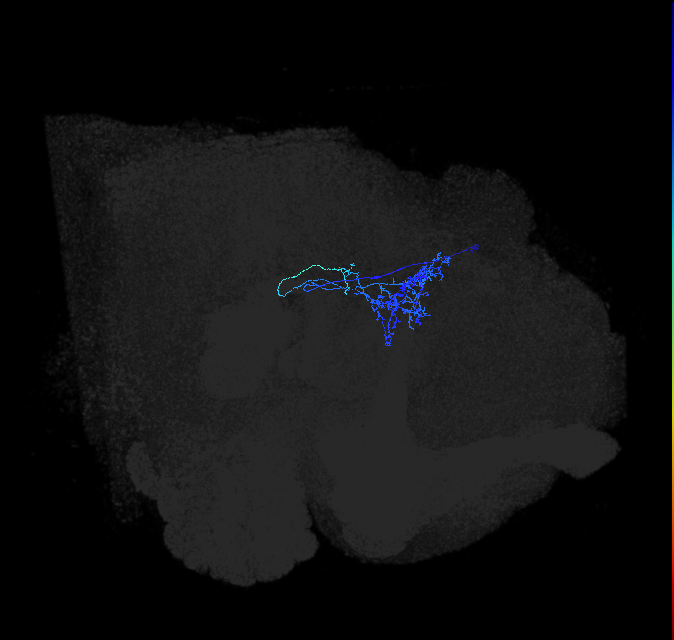 LHPV3b1_b_R