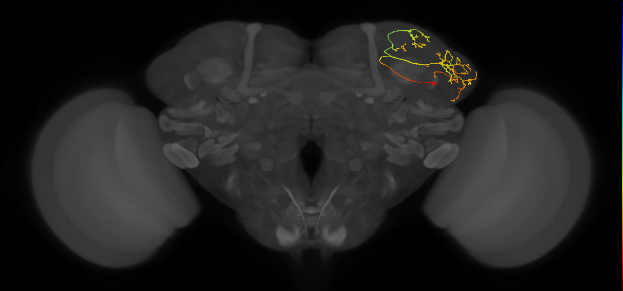 LHPV5c1_a_R (FlyEM-HB:636798093)