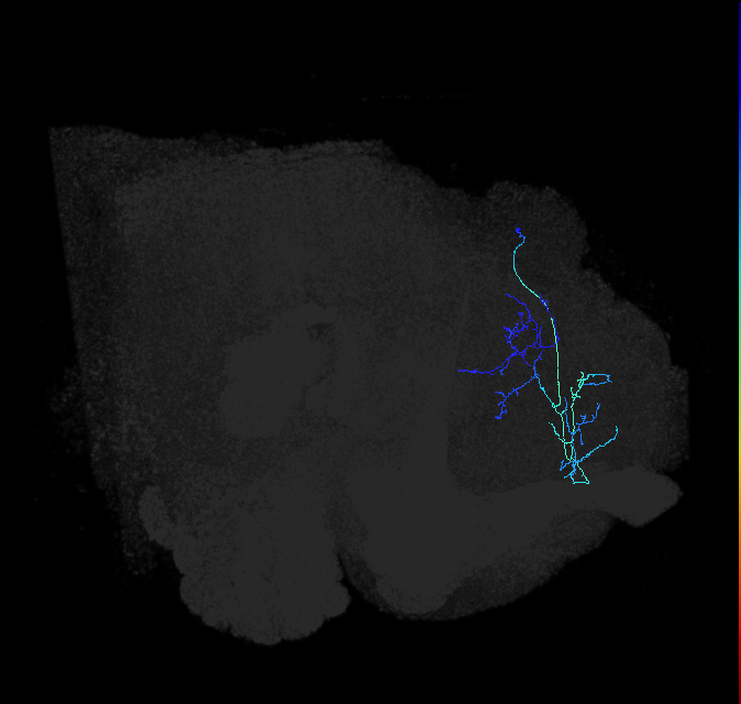 LHPV5c1_d_R (FlyEM-HB:728836965)