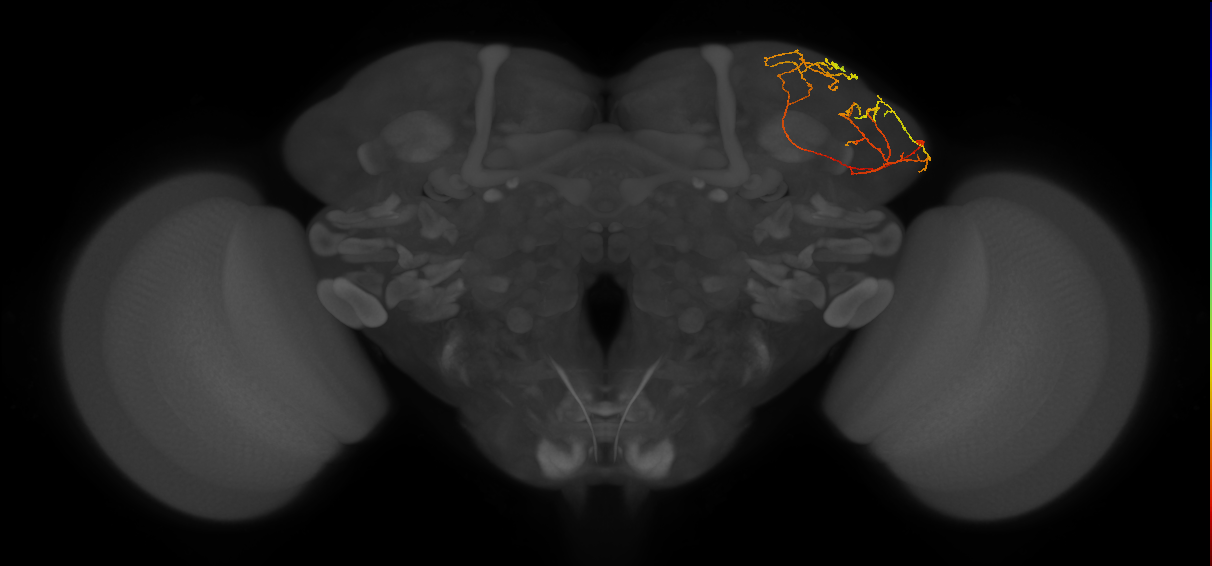 LHPV5h1_R (FlyEM-HB:911012735)