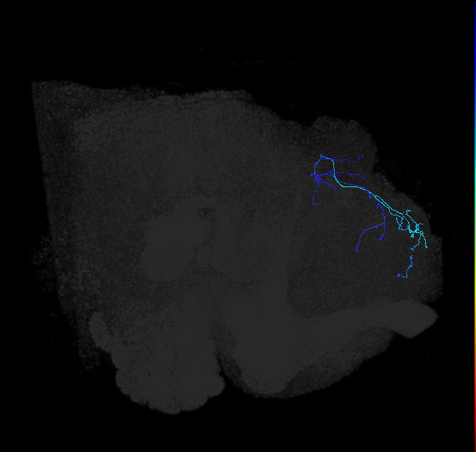 LHPV5h1_R (FlyEM-HB:5813094592)