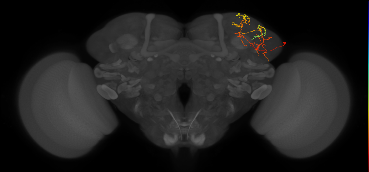 LHPV5j4_R (FlyEM-HB:359529027)