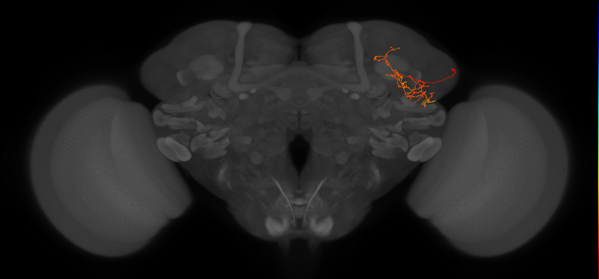 LHPV5m1_R (FlyEM-HB:5812982844)