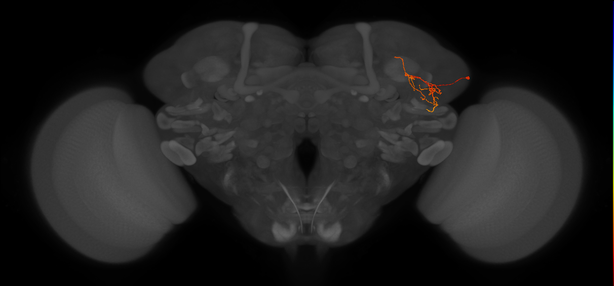 LHPV5m1_R (FlyEM-HB:973047668)