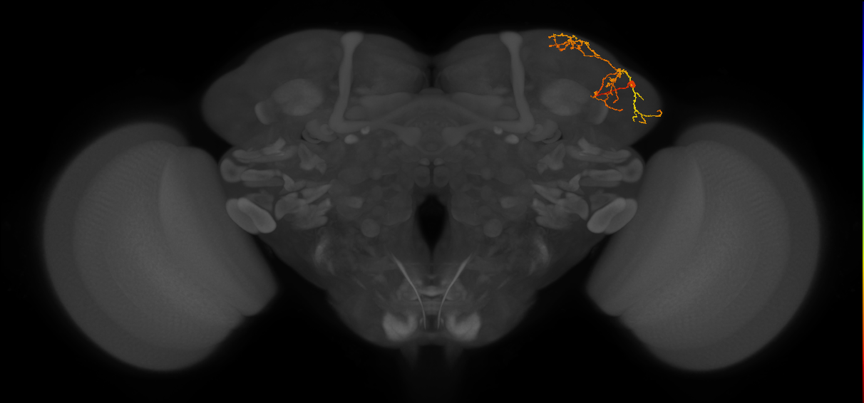 LHPV6a4_b_R (FlyEM-HB:325787243)