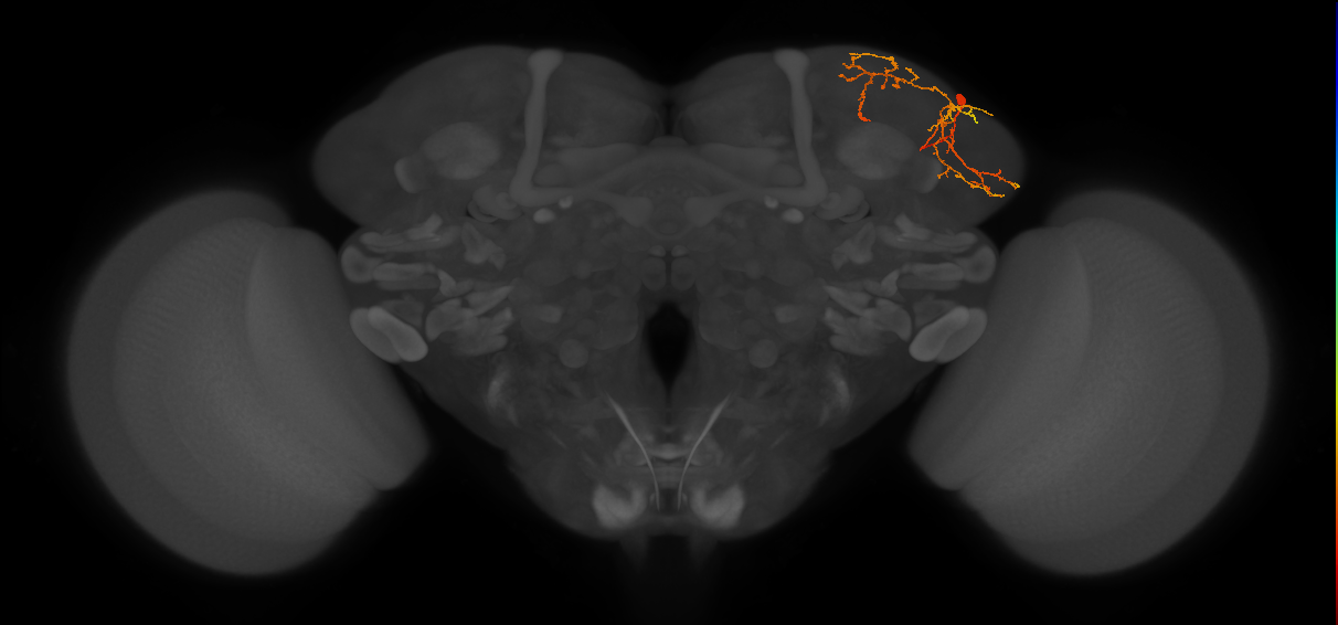 LHPV6a4_c_R (FlyEM-HB:5813087551)