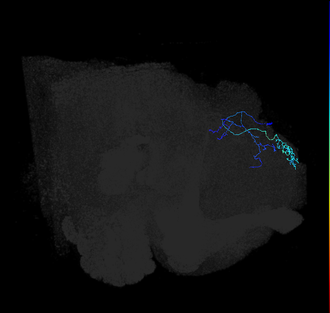 LHPV6b1_R (FlyEM-HB:603095061)